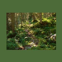 2012-08-09_01Fischunkel-Alm_Wasseralm (414).JPG